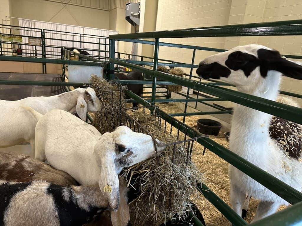 Goats at Cabarrus County Fair