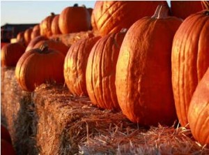 free fall and halloween festivals for kids