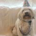 birthday dog