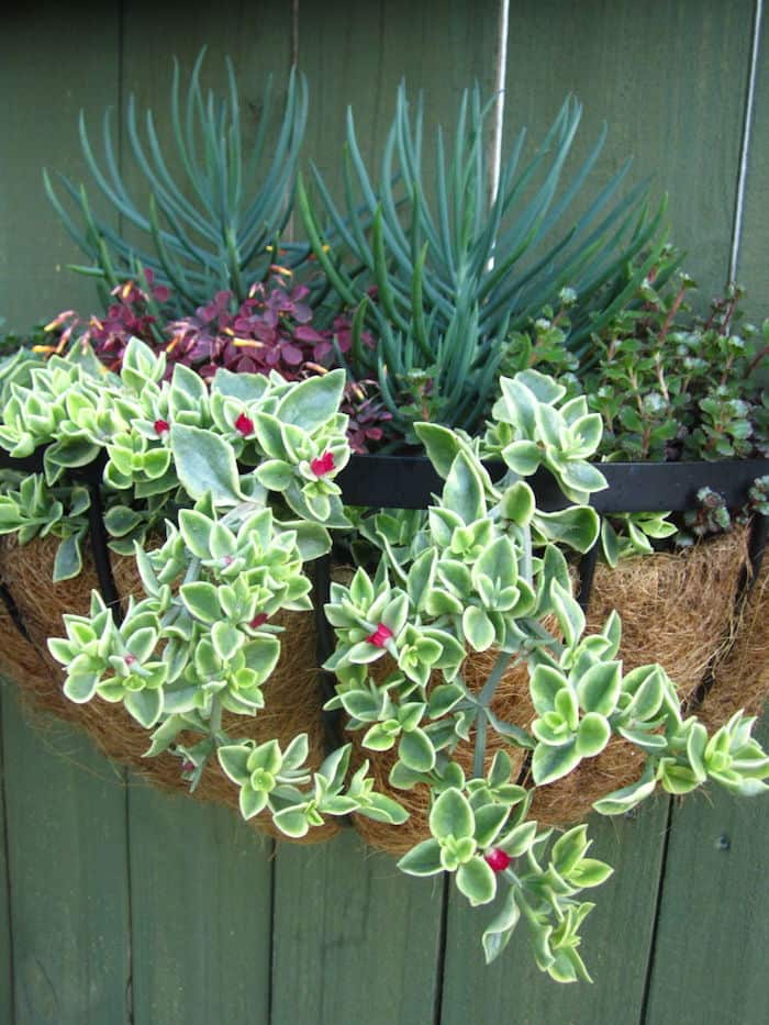 Free Savvy Succulents Cl At Pike Nurseries Charlotte On The Pike Nurseries Ballantyne 2630 North Community House Road Charlotte Nc 28277
