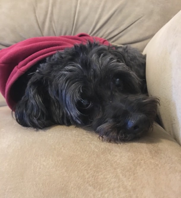 cute small black dog wearing hoodie