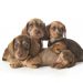 Family Portrait Of Wire Haired Dachshund Puppies