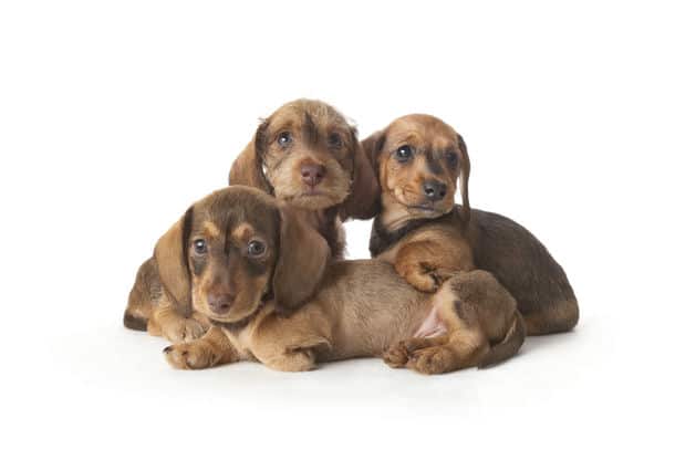 Family Portrait Of Wire Haired Dachshund Puppies