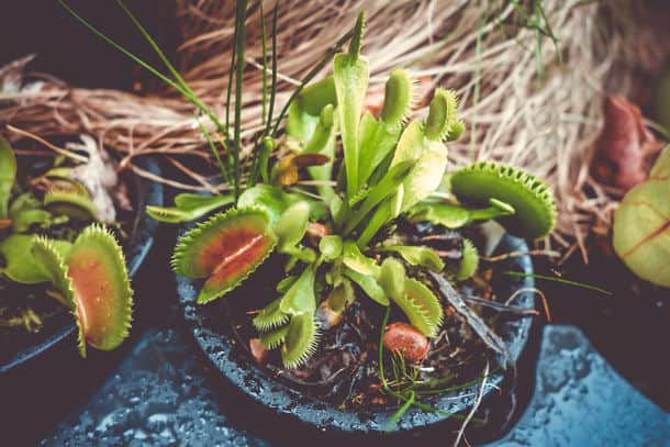 Venus Flytrap Close Up Carnivorous Plant Venus Flytrap Carnivorous Plant