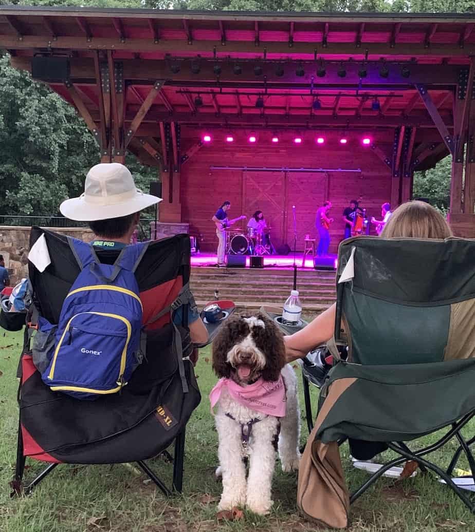 adorable dog at a concert