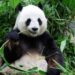 Giant Panda eating bamboo