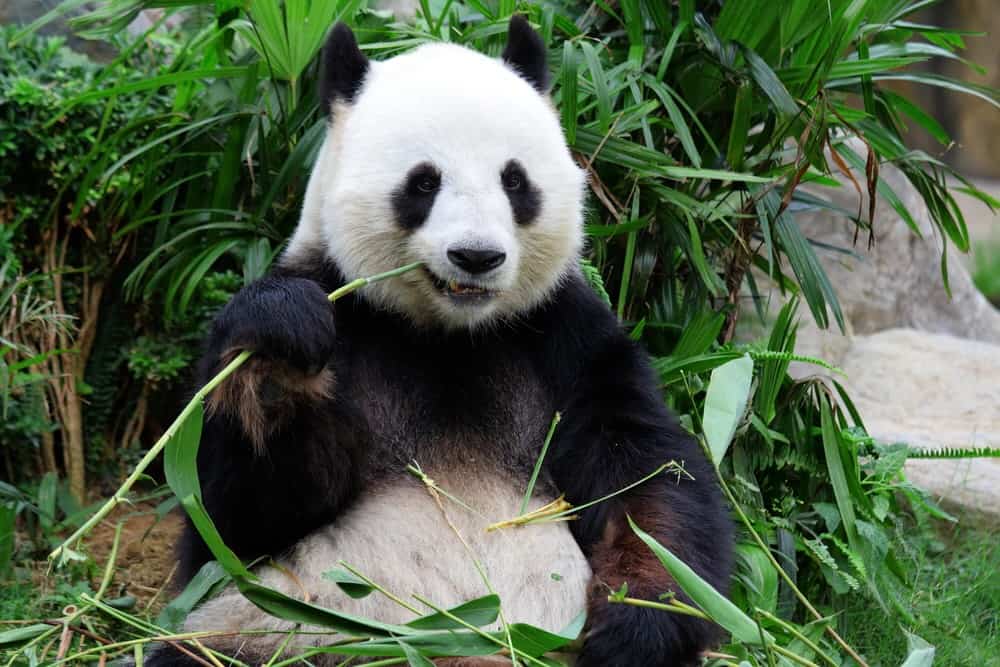 Giant Panda eating bamboo