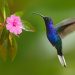 Hummingbird and flower