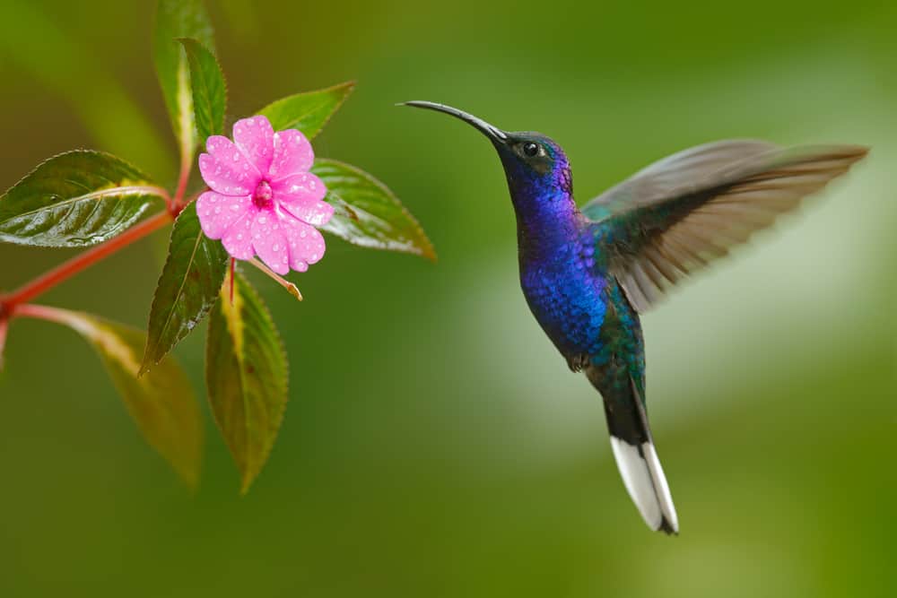 Hummingbird and flower