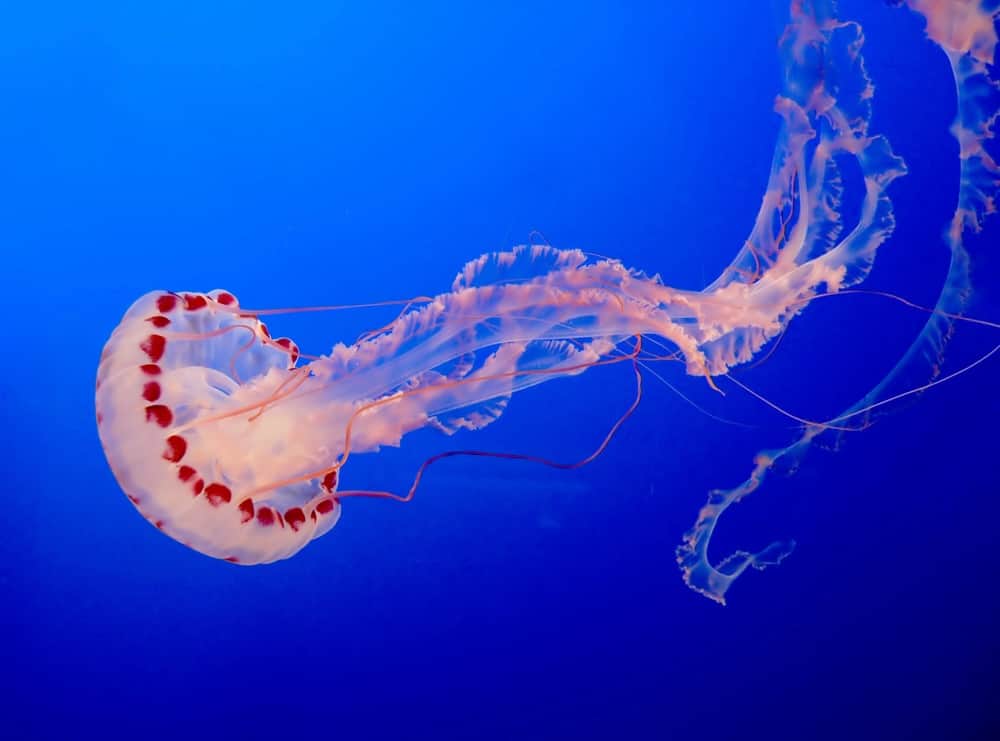 Jellyfish