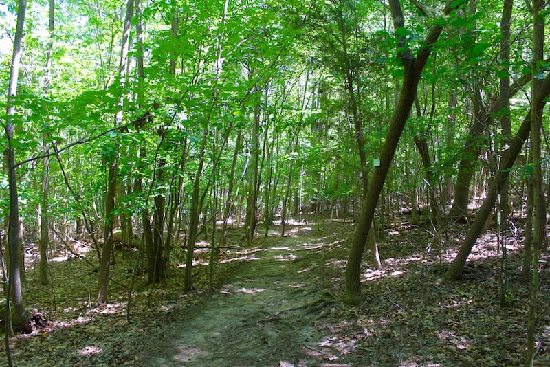 Lake Norman State Park Trail