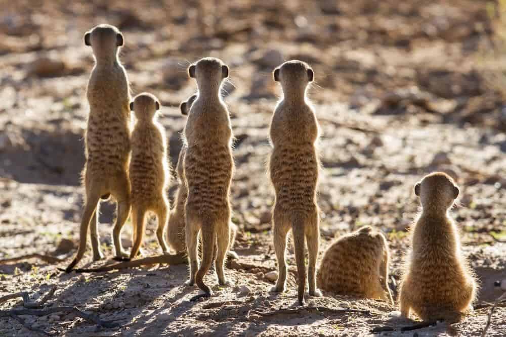 Meerkat family