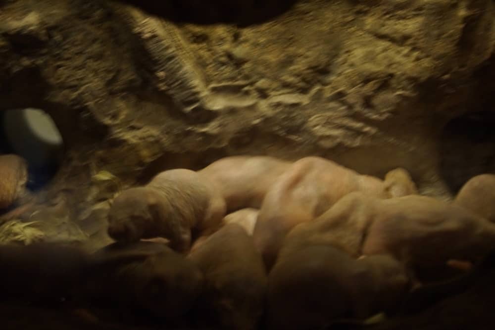 Naked Mole Rat - Heterocephalus glaber