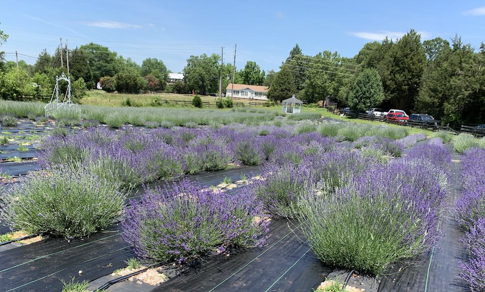 Lavender plants at Dallas Lavender Lane Farm
