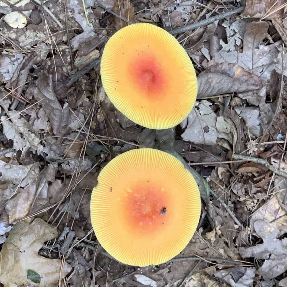Ribbon Walk Nature Preserve mushrooms