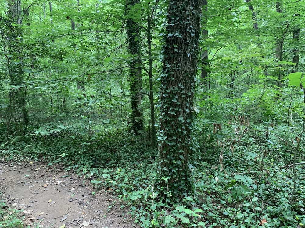 Ribbon Walk ivy covered trees