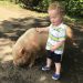 young boy and pig at farm near charlotte, nc