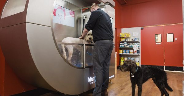 iclean dog wash price