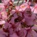 close-up of cherry blossoms in Charlotte, North Carolina