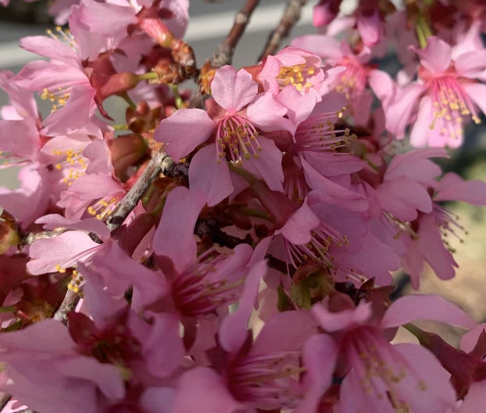 close-up of cherry blossoms in Charlotte, North Carolina