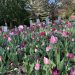 tulips in Memorial Garden in Concord