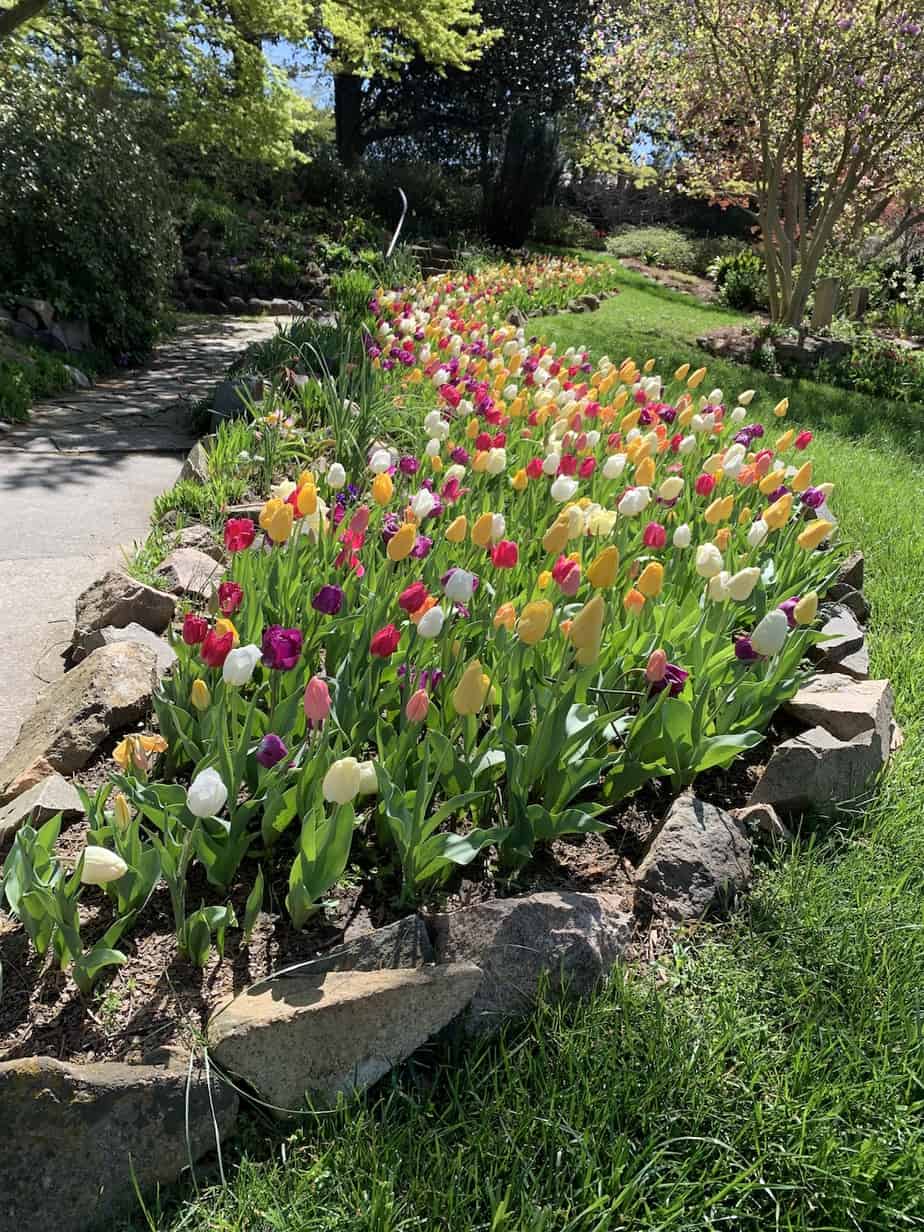 tulips in Memorial Garden in Concord