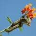 Monarch caterpillar and milkweed.