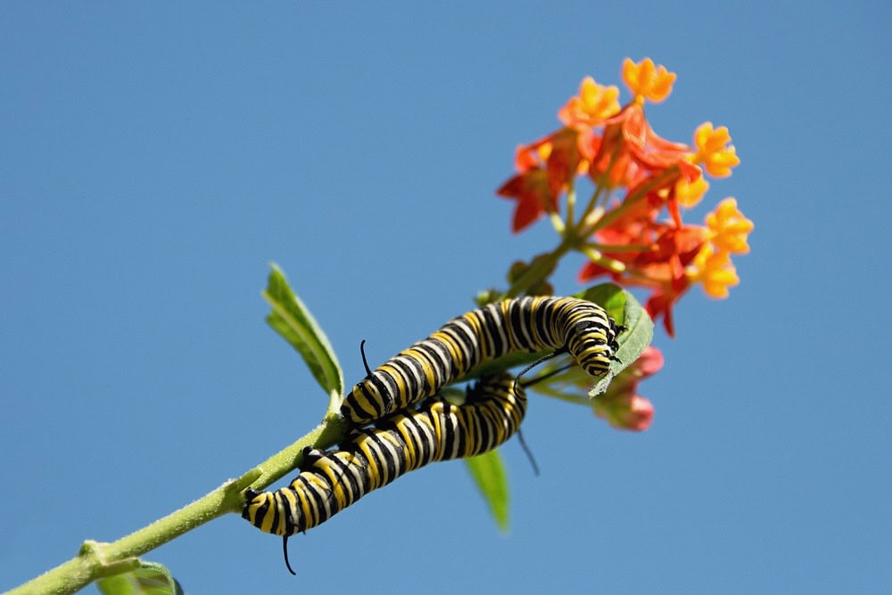 Monarch caterpillar and milkweed.