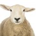 close up of sheep