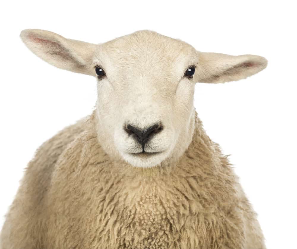 close up of sheep
