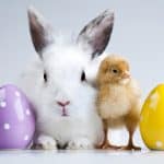 bunny and chick next to easter eggs