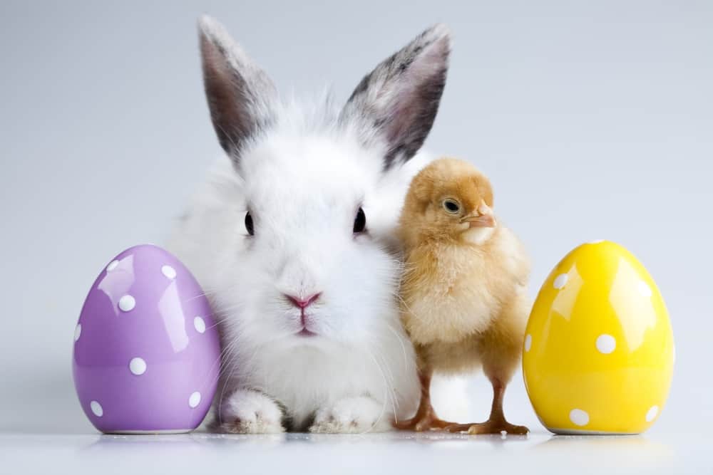 Rescheduled Date for Hop Into Spring in Cornelius - Easter egg hunt, Easter Bunny pictures (and more) - Charlotte On The Cheap