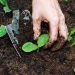 closeup of transplanting young plants