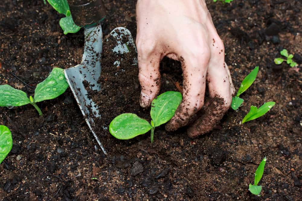 closeup of transplanting young plants