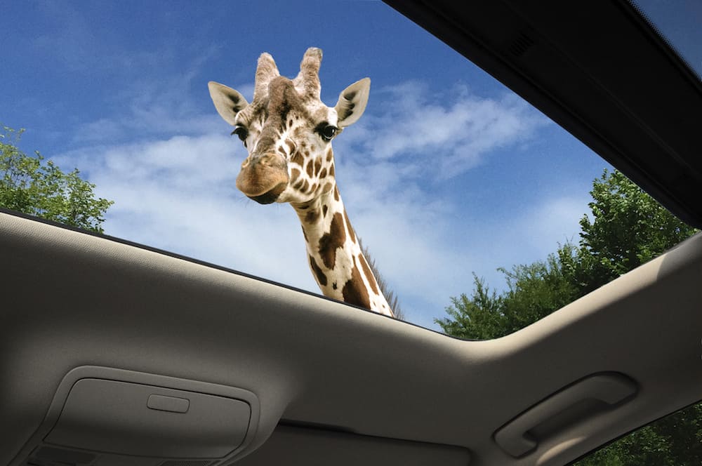 Giraffe through sunroof on car