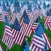 flags in a field for memorial day