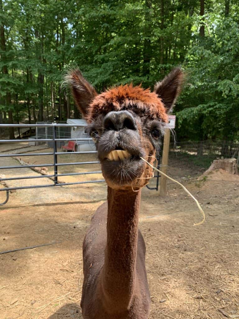Close-up of an alpaca