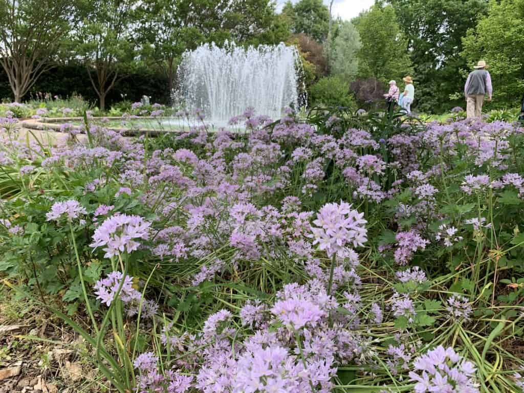 Flowers and a fountain at Stowe Botanical Garden