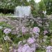 Flowers and a fountain at Stowe Botanical Garden