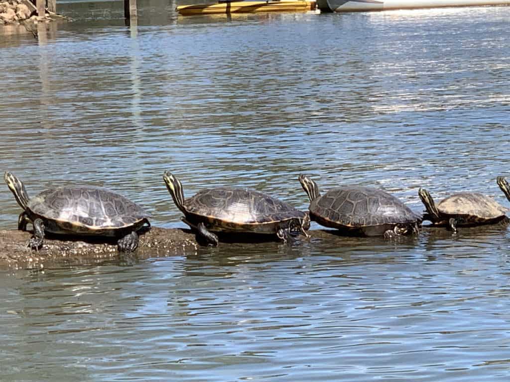 Several large turtles lined up on a log in a lake