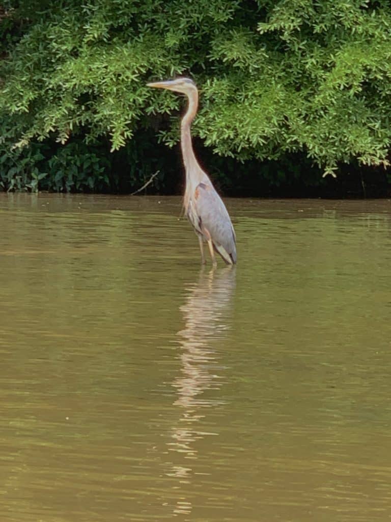 heron on catawba river