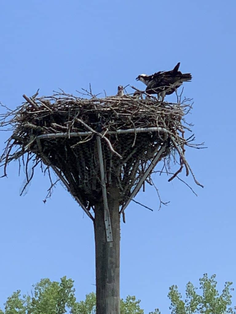 osprey nest on catawba river