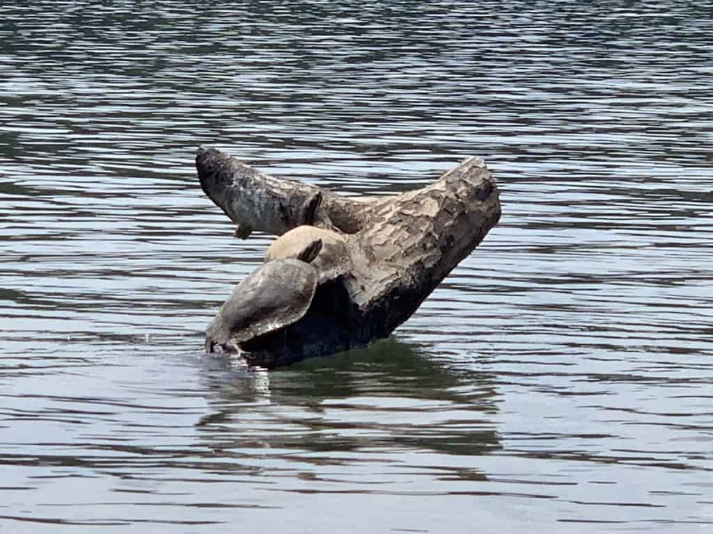 turtles on Catawba River