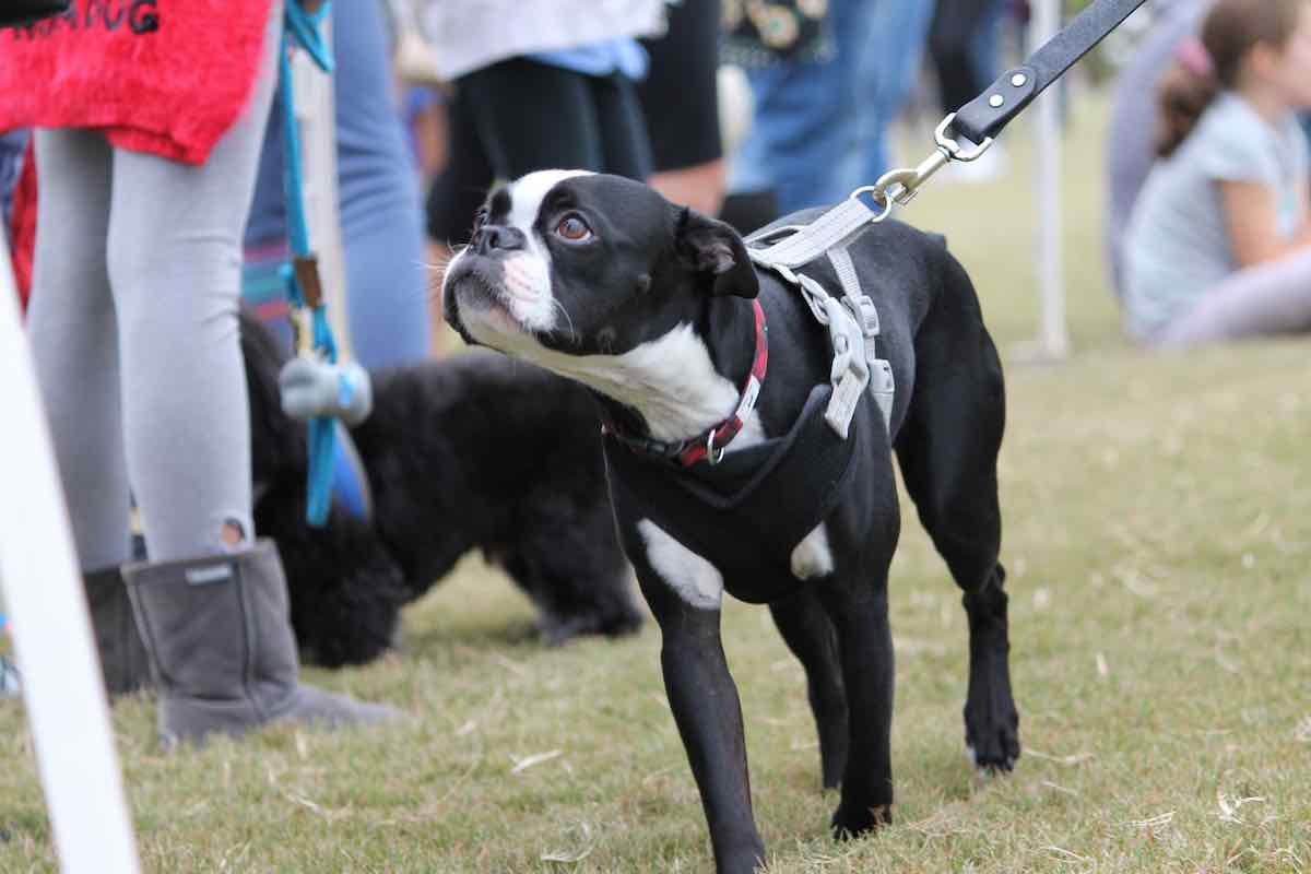 All American Dog Show in Cornelius Oct 1 Charlotte On The Cheap