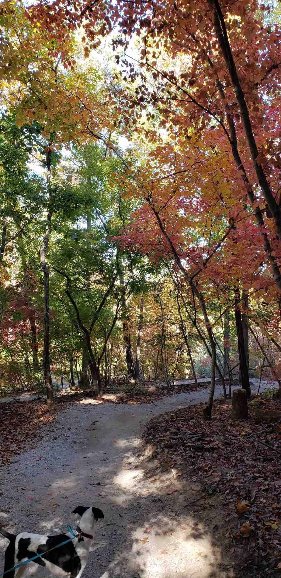 colorful leaves on trees. dog walking