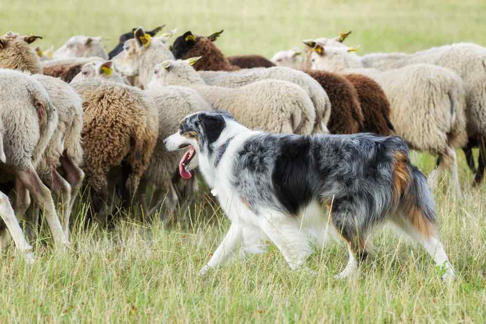 Rural Hill Sheepdog Trials and Dog Festival Nov 4 and 5 Charlotte On