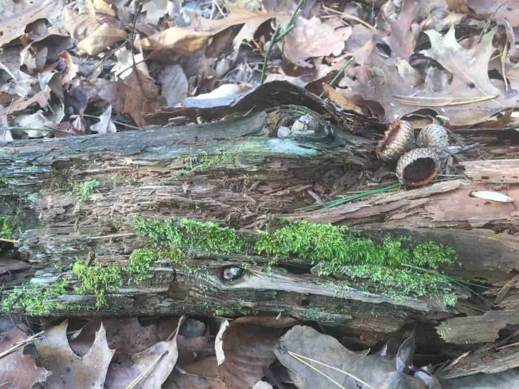 Close-up of forest scene with moss, acorns, bark and leaves