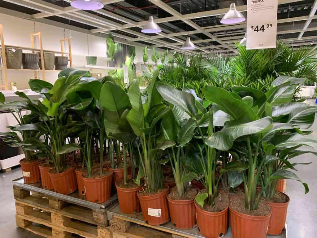 live plants at IKEA