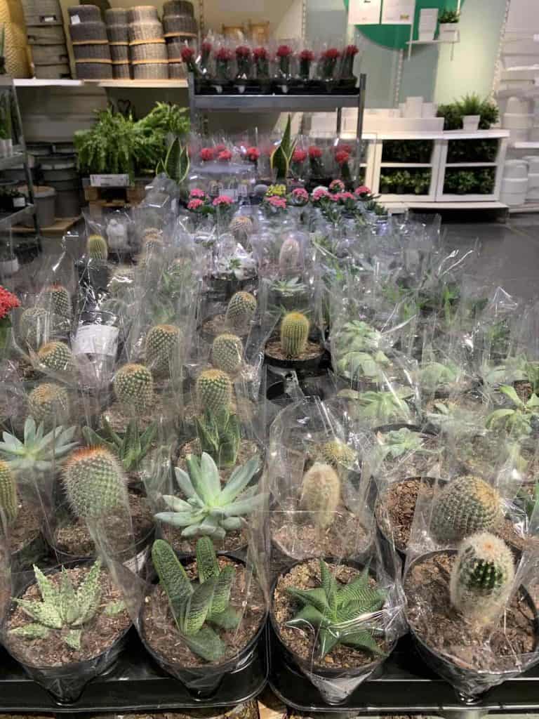 succulents at IKEA Charlotte
