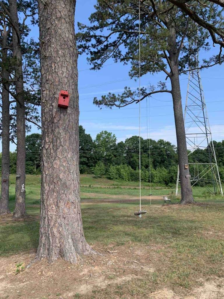 Tree swing
